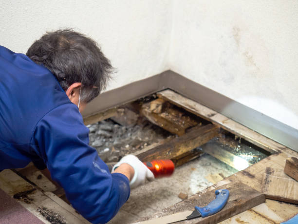Best Affordable Mold Removal  in Zanesville, OH