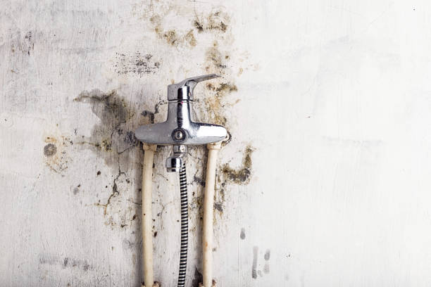 Best Best Mold Removal Companies  in Zanesville, OH