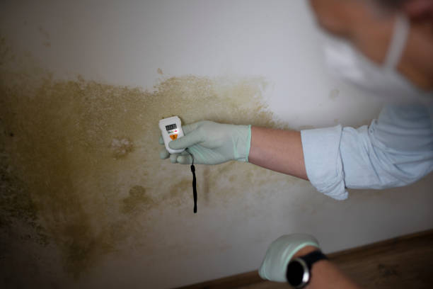 Trusted Zanesville, OH Mold Removal Experts