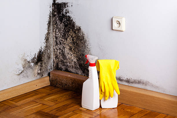 Best Local Mold Removal Service  in Zanesville, OH